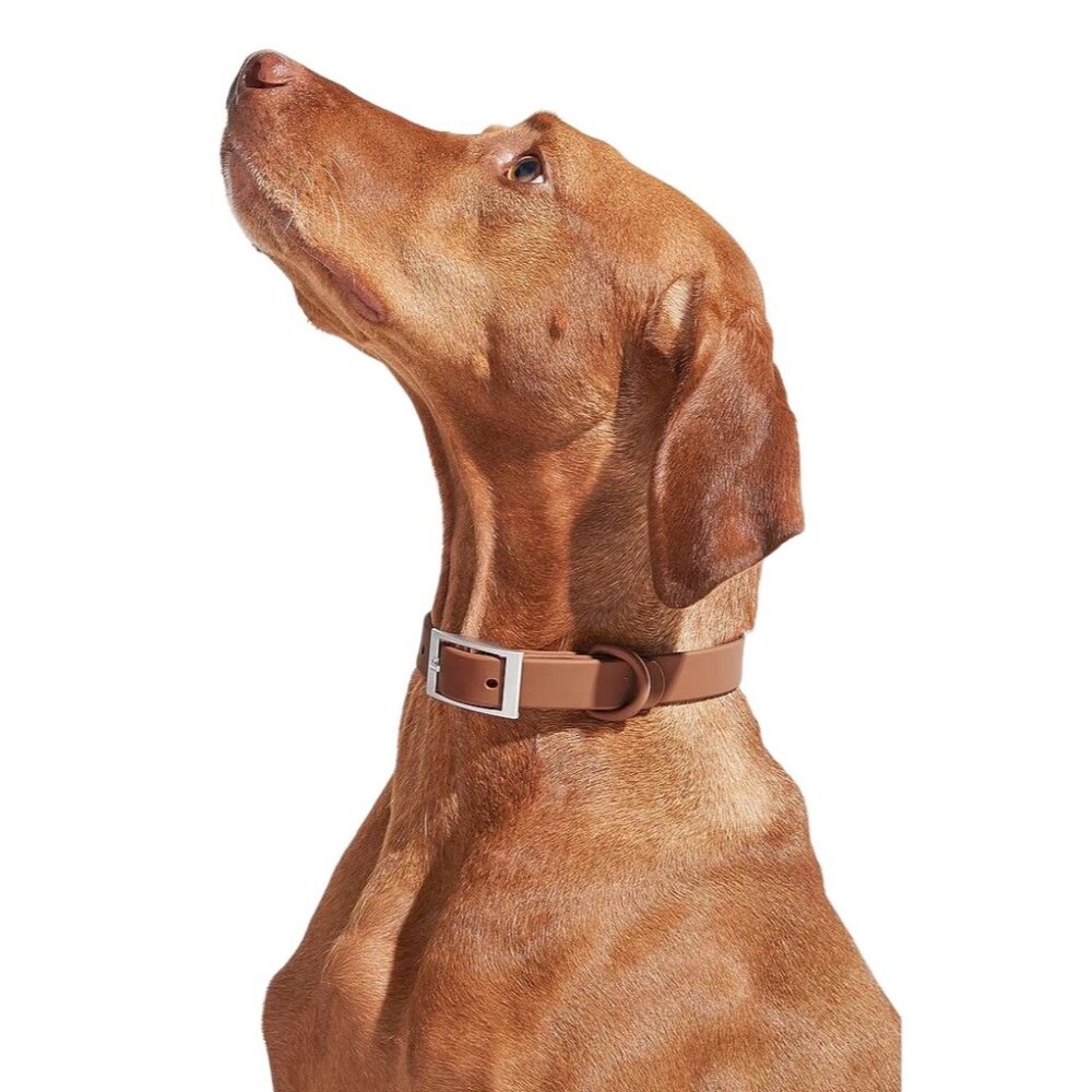 Wild One Extra Small Collar in Cocoa XSmall New Brown Dog Doggie Puppie